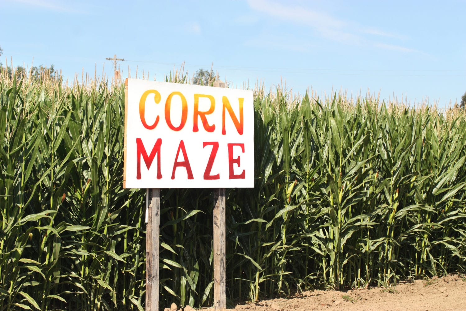 Corn Maze sign on autumn cornfield