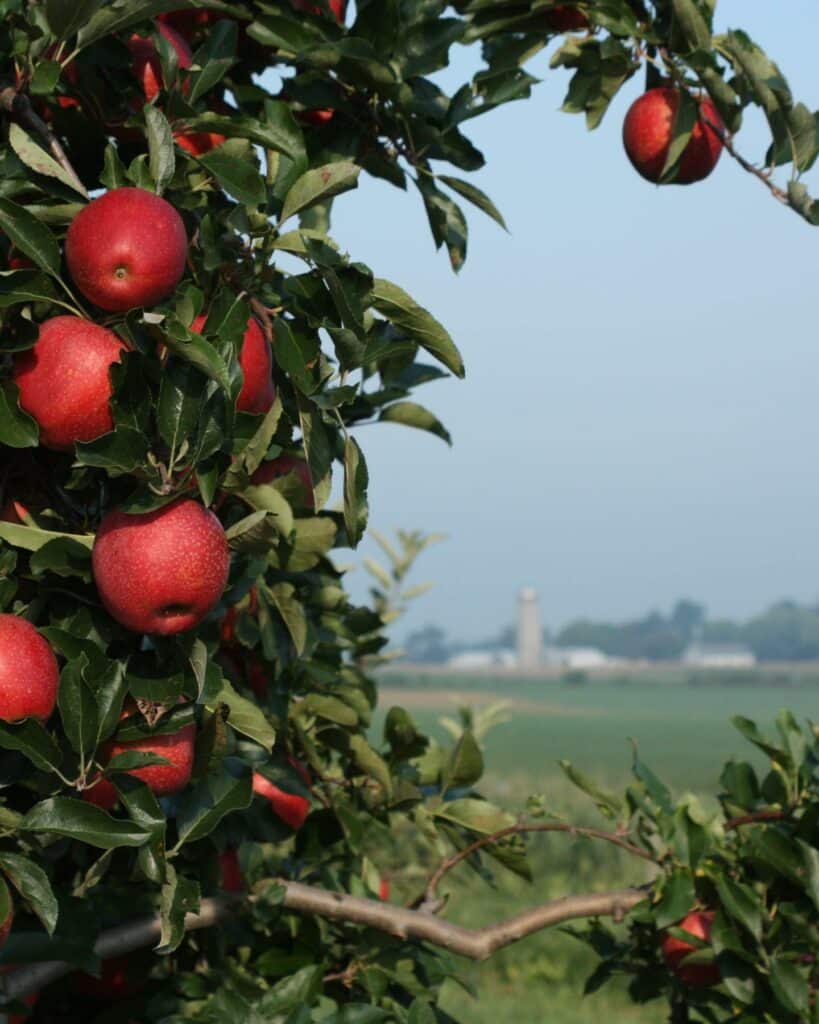 Apple tree and farm