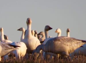 Close Up of Middle Creek Geese