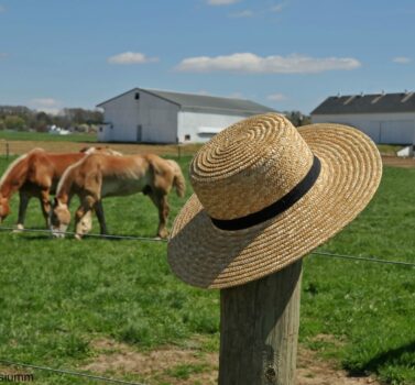 Straw Hat close up with a green field with cows in the background - things to do in Lancaster, PA