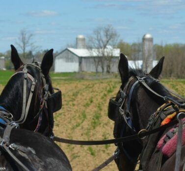 Horse and Buggy Ride Through Amish Country