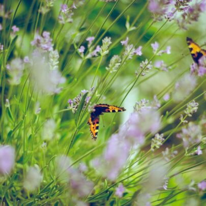 wild flowers and butterflies