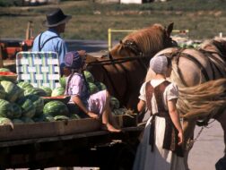 Amish Family with horse and cart